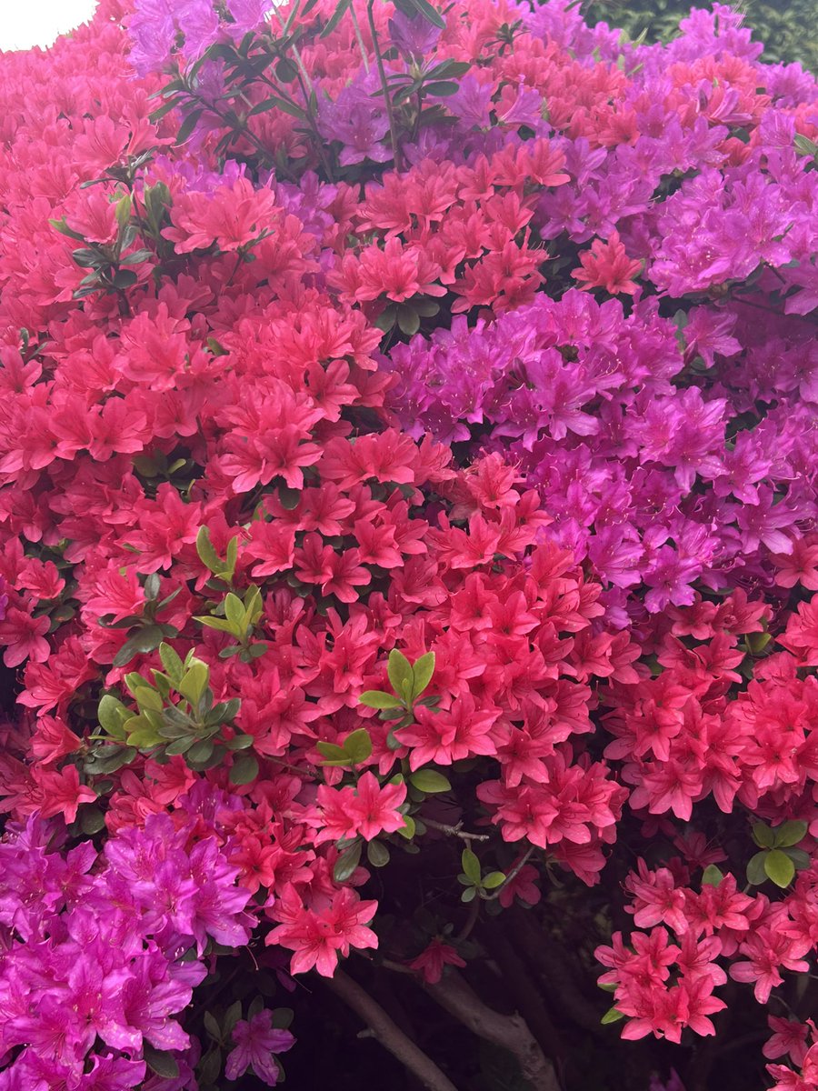 ますこさん@TIDELAND tweet media