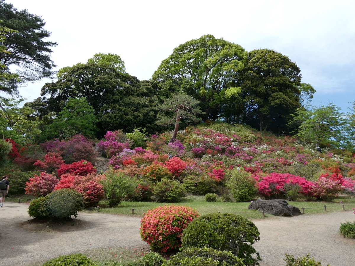 ringog5's tweet photo. 六義園のつつじ。
ちなみに私は横浜市立つつじが丘小学校出身。 https://t.co/D1nvPmy5cc