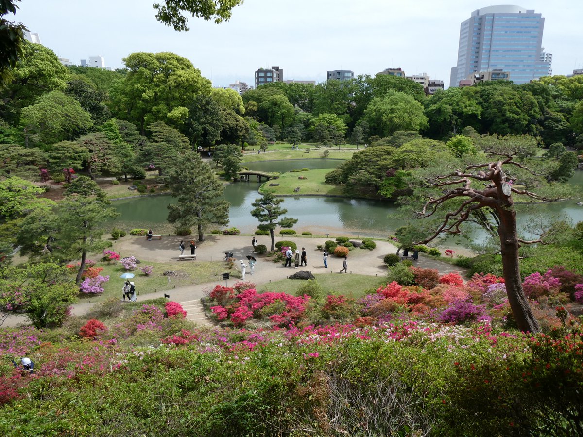 ringog5's tweet photo. 六義園のつつじ。
ちなみに私は横浜市立つつじが丘小学校出身。 https://t.co/D1nvPmy5cc