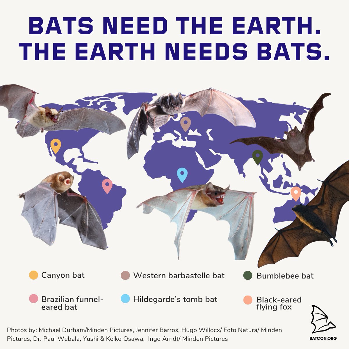 Bat Conservation International tweet media
