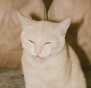 MagicBean1892 tweet media