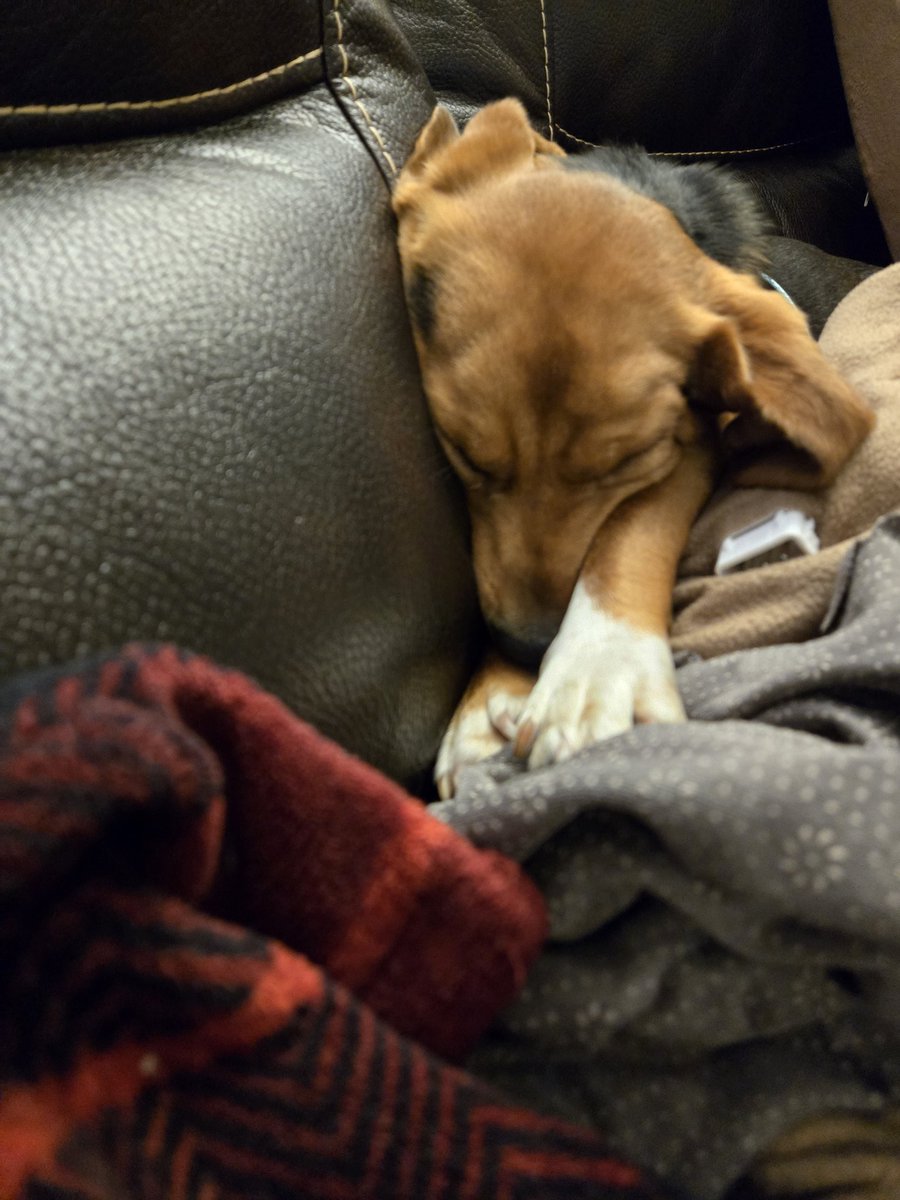 iam_crystalmae's tweet image. #NationalBeagleDay So thankful for the comfort Maximilian brings, praying that I bring him the same comfort and more ❤️🐾 #dogsofx #dogsoftwitter