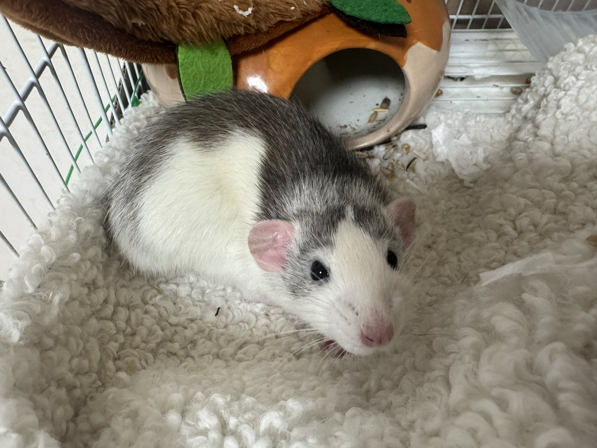 Гляньте на мою крыску Лиду