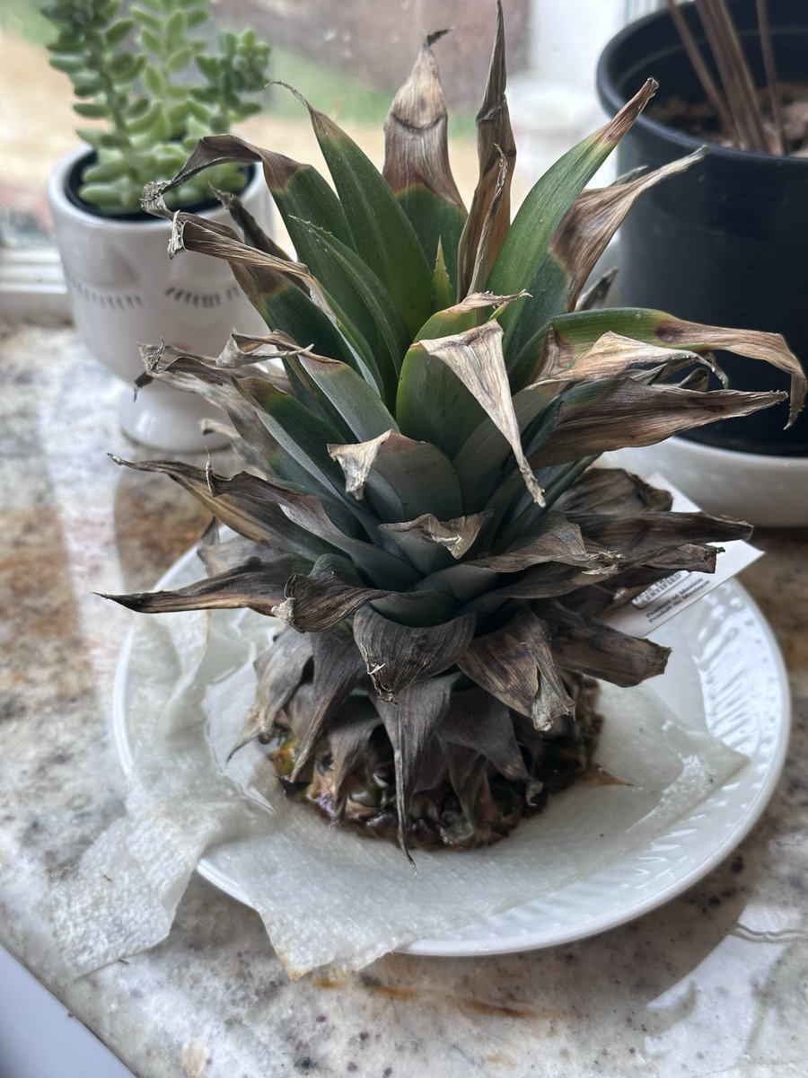 body_and_soil's tweet photo. Rooting vegetables from scraps we would normally through away is easy and rewarding.  

Here are photos of a pineapple top I rooted and potted. https://t.co/DU9yUcSHTD