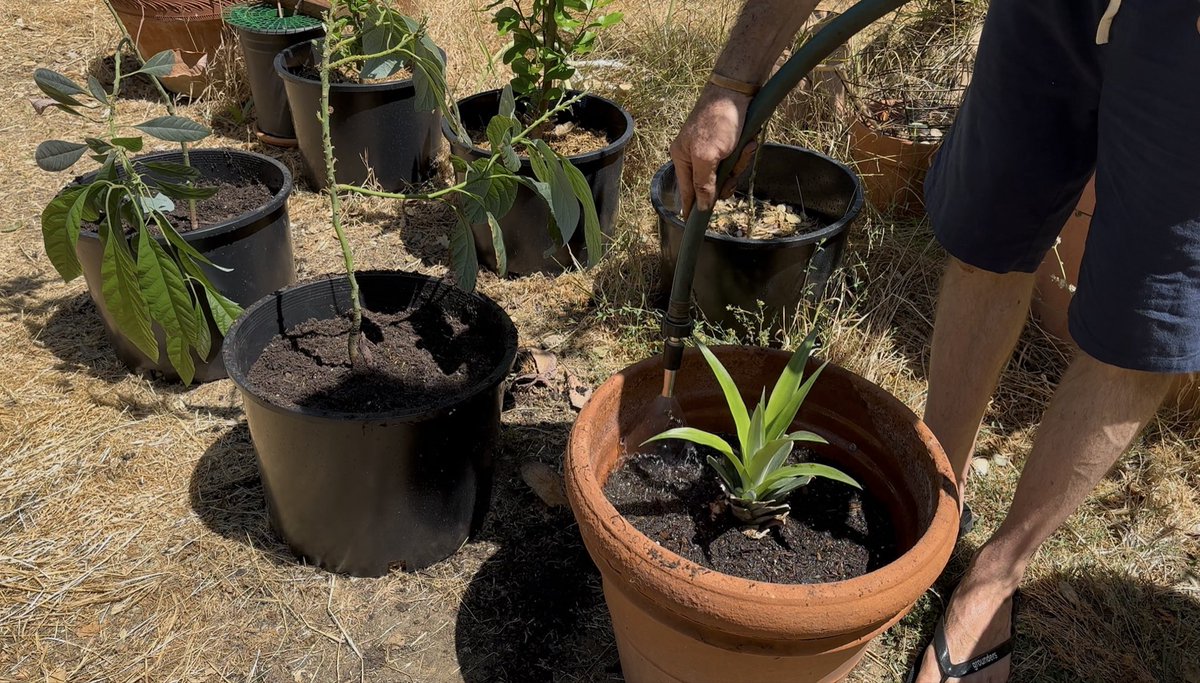 body_and_soil's tweet photo. Rooting vegetables from scraps we would normally through away is easy and rewarding.  

Here are photos of a pineapple top I rooted and potted. https://t.co/DU9yUcSHTD