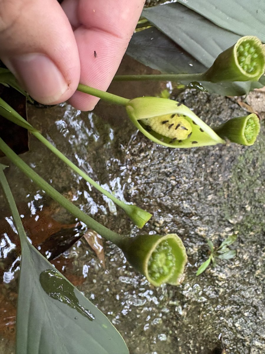 Plants Base tweet media