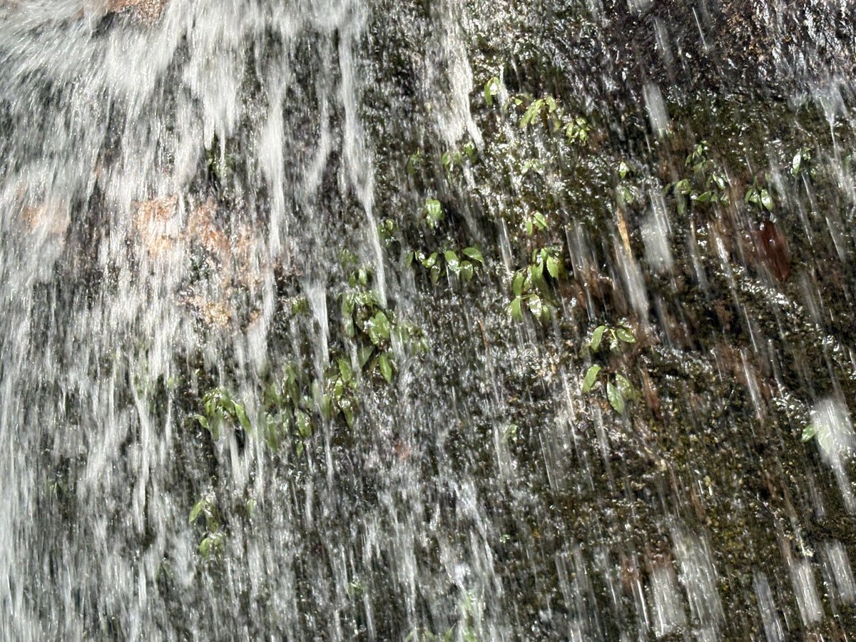 Plants Base tweet media