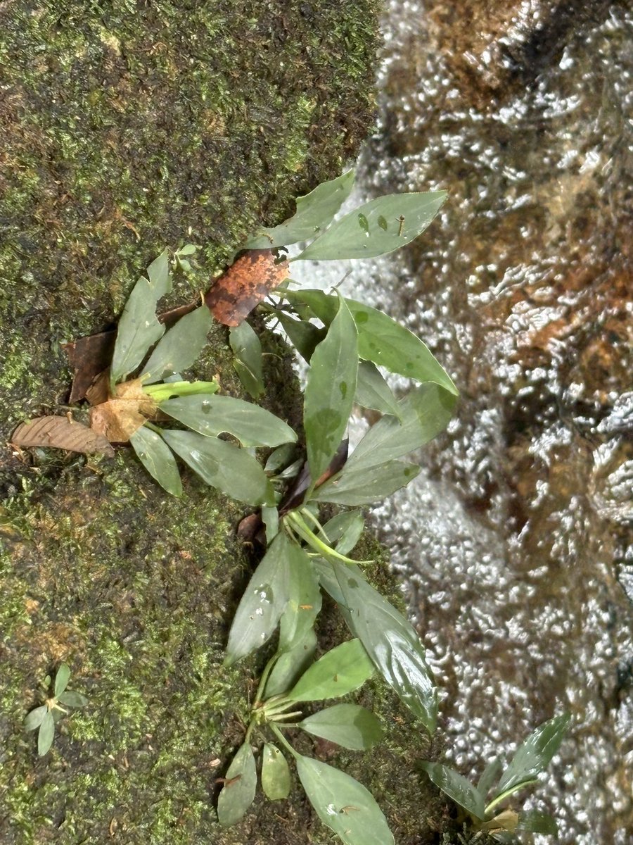 Plants Base tweet media