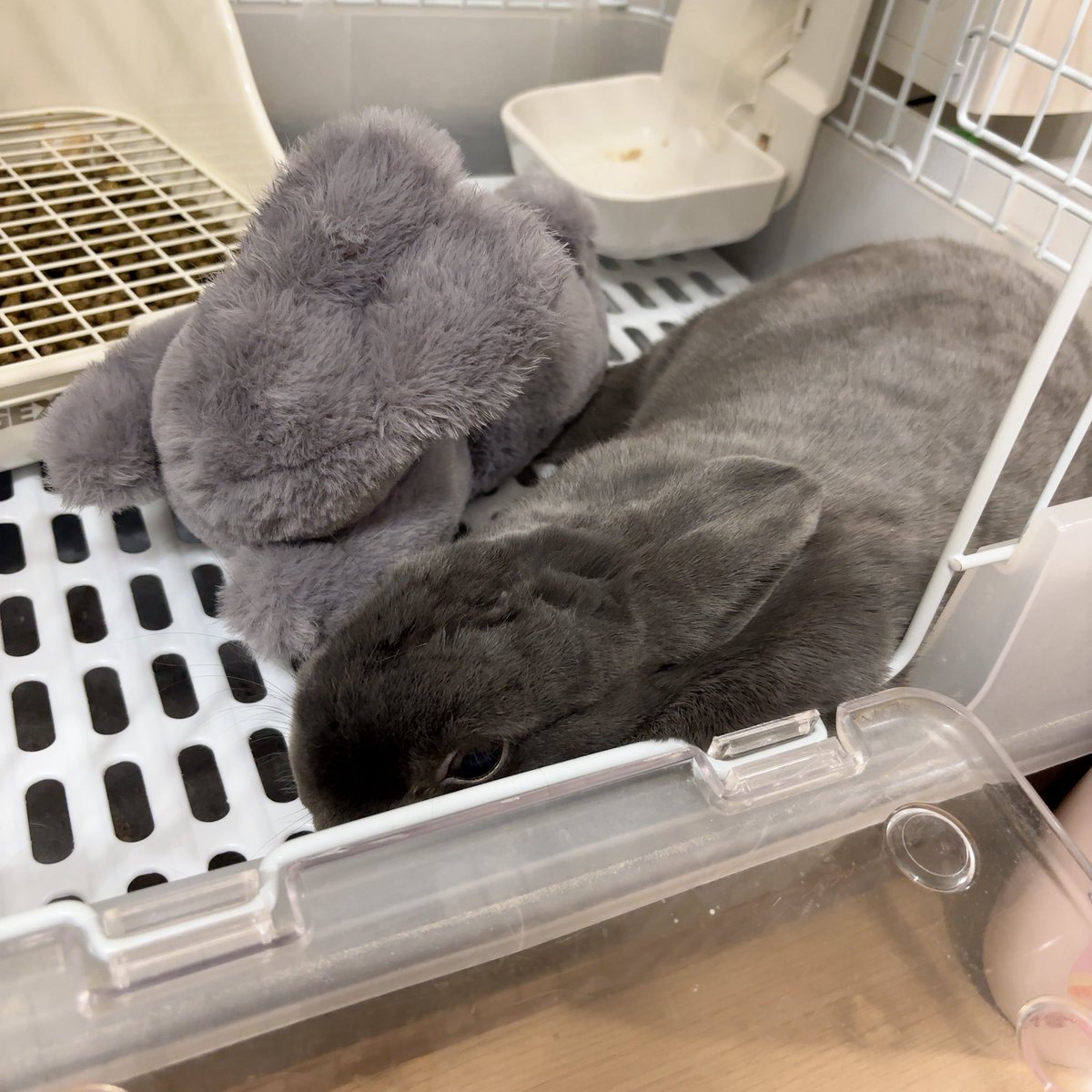 まる🐰(主:くみ) tweet media
