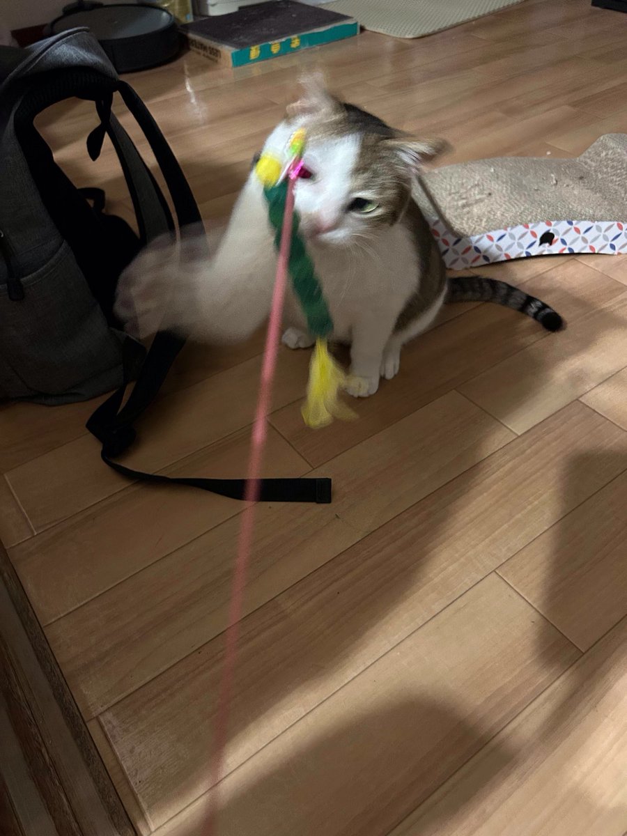 えどねこ tweet media