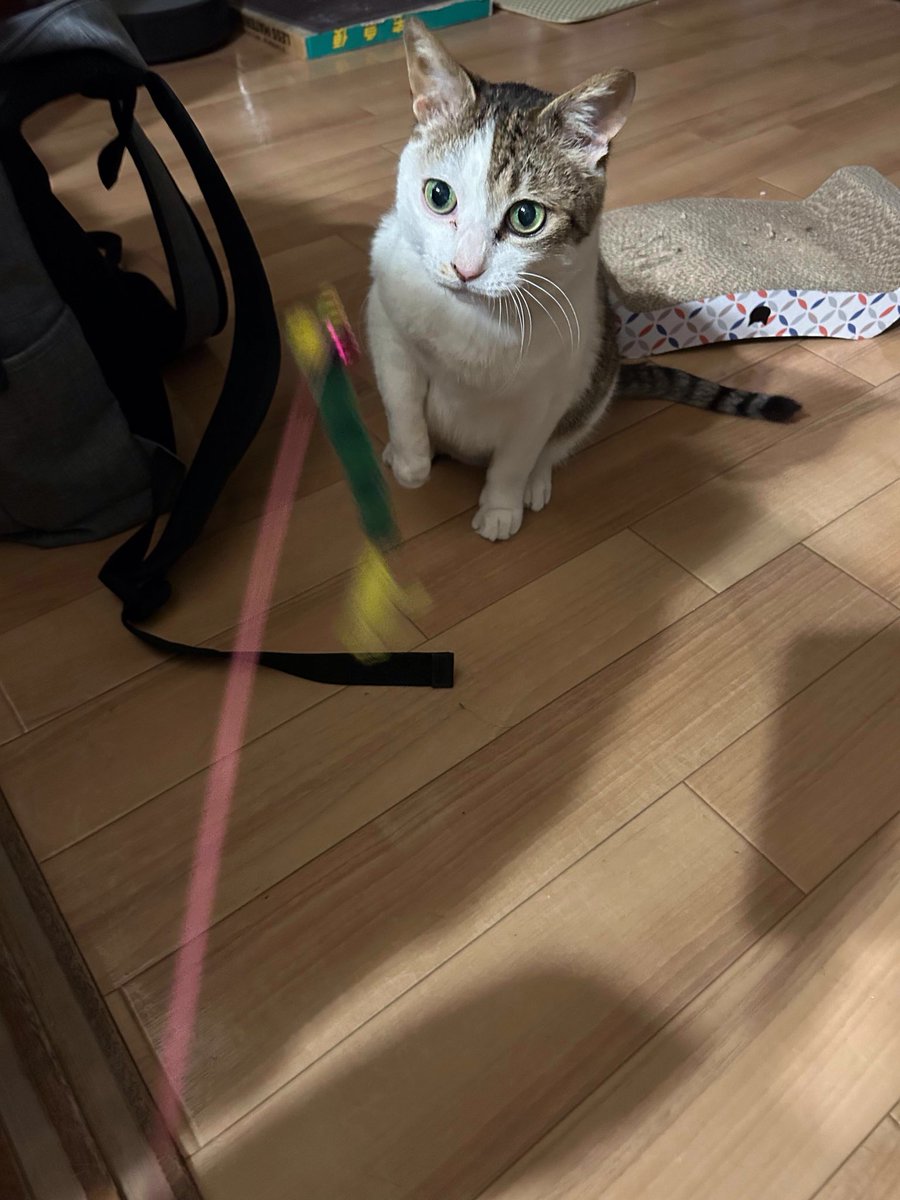 えどねこ tweet media