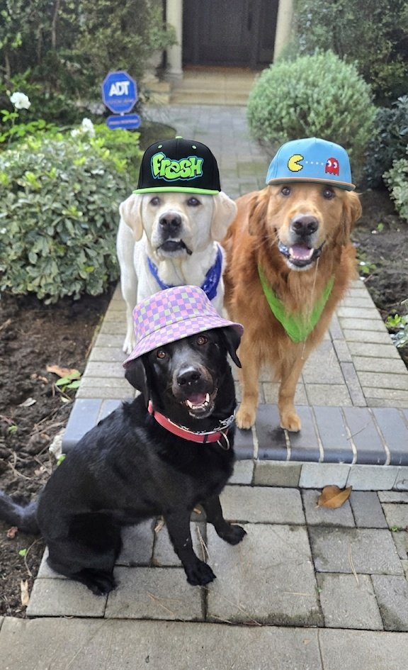dogsgenx's tweet image. The Retriever squad 😎 Shadow, Chance and crazy Nina 💚 #dogs