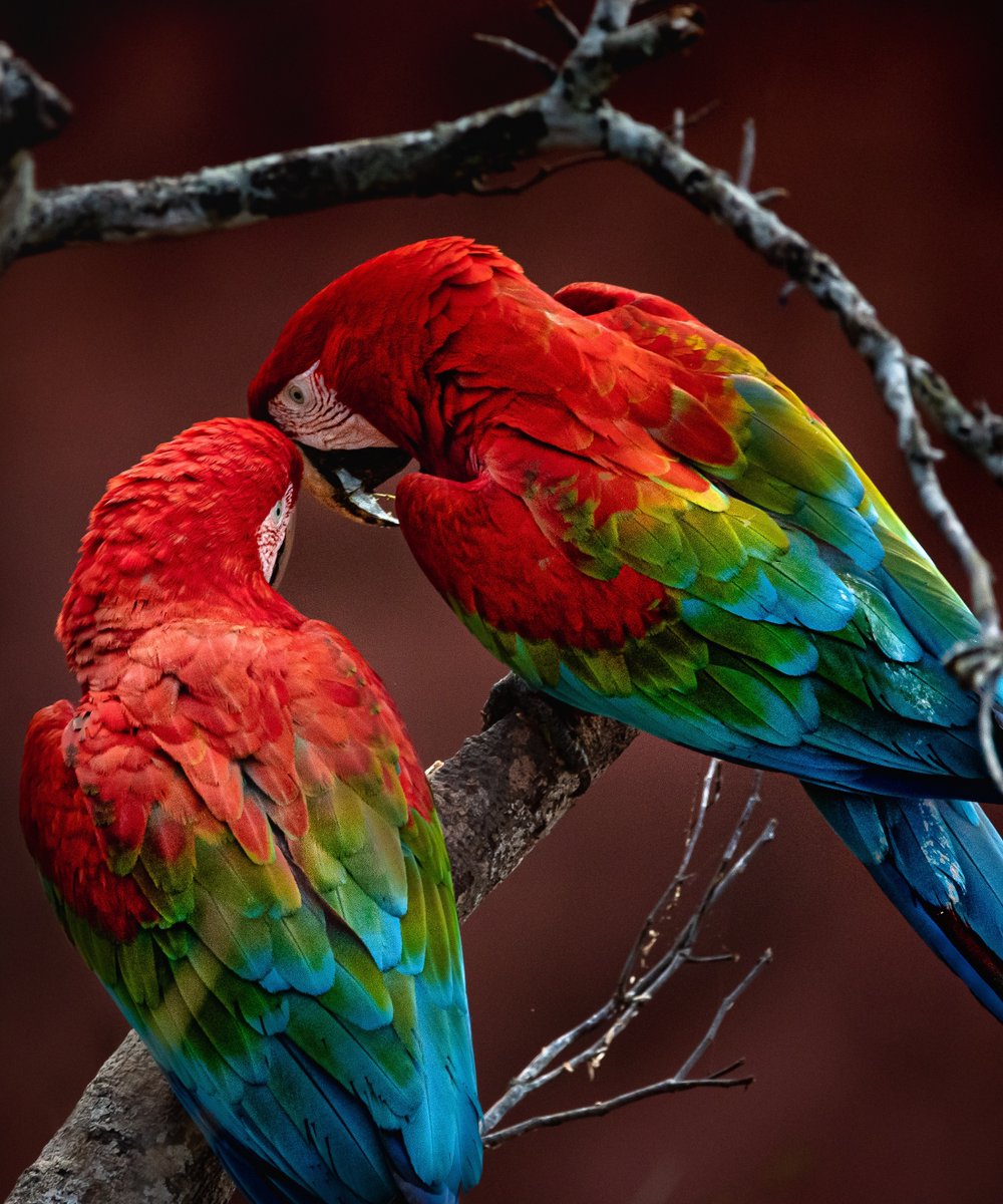 andesamazonfund's tweet photo. Happy Earth Day from the Andes Amazon Fund team! 🌎

Today and every day we celebrate the intricate and fragile web of life we are all a part of.

These images remind us of the breathtaking beauty of some of the areas our partners have been working to protect in the Andes-Amazon. https://t.co/2eQnMSFyDy