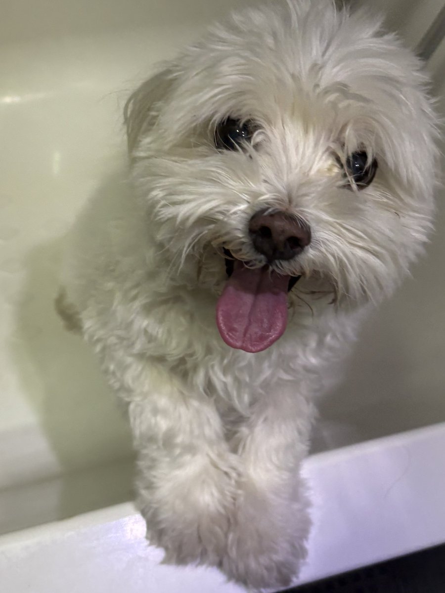 ૮₍ o̴̶̷̥᷅.o̴̶̷᷄ ₎ა tweet media