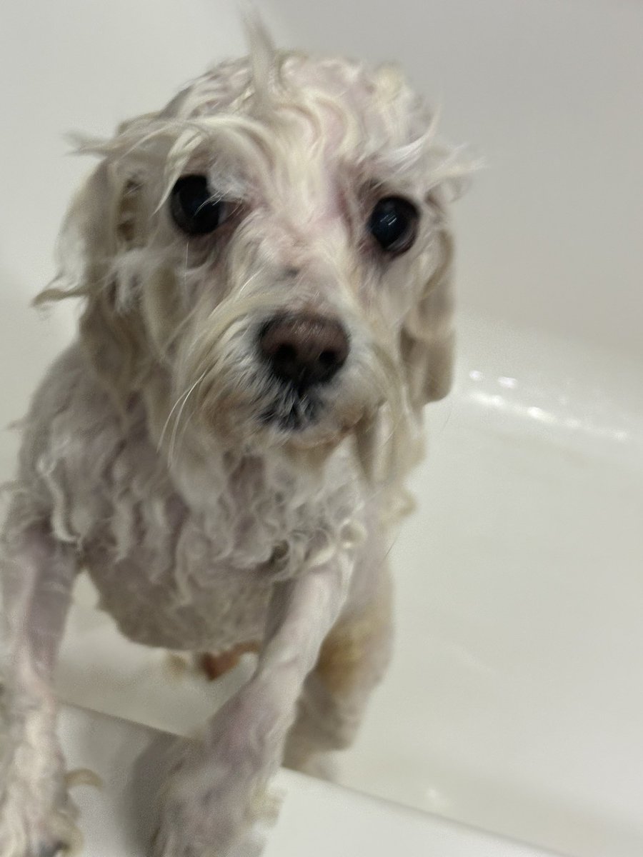 ૮₍ o̴̶̷̥᷅.o̴̶̷᷄ ₎ა tweet media