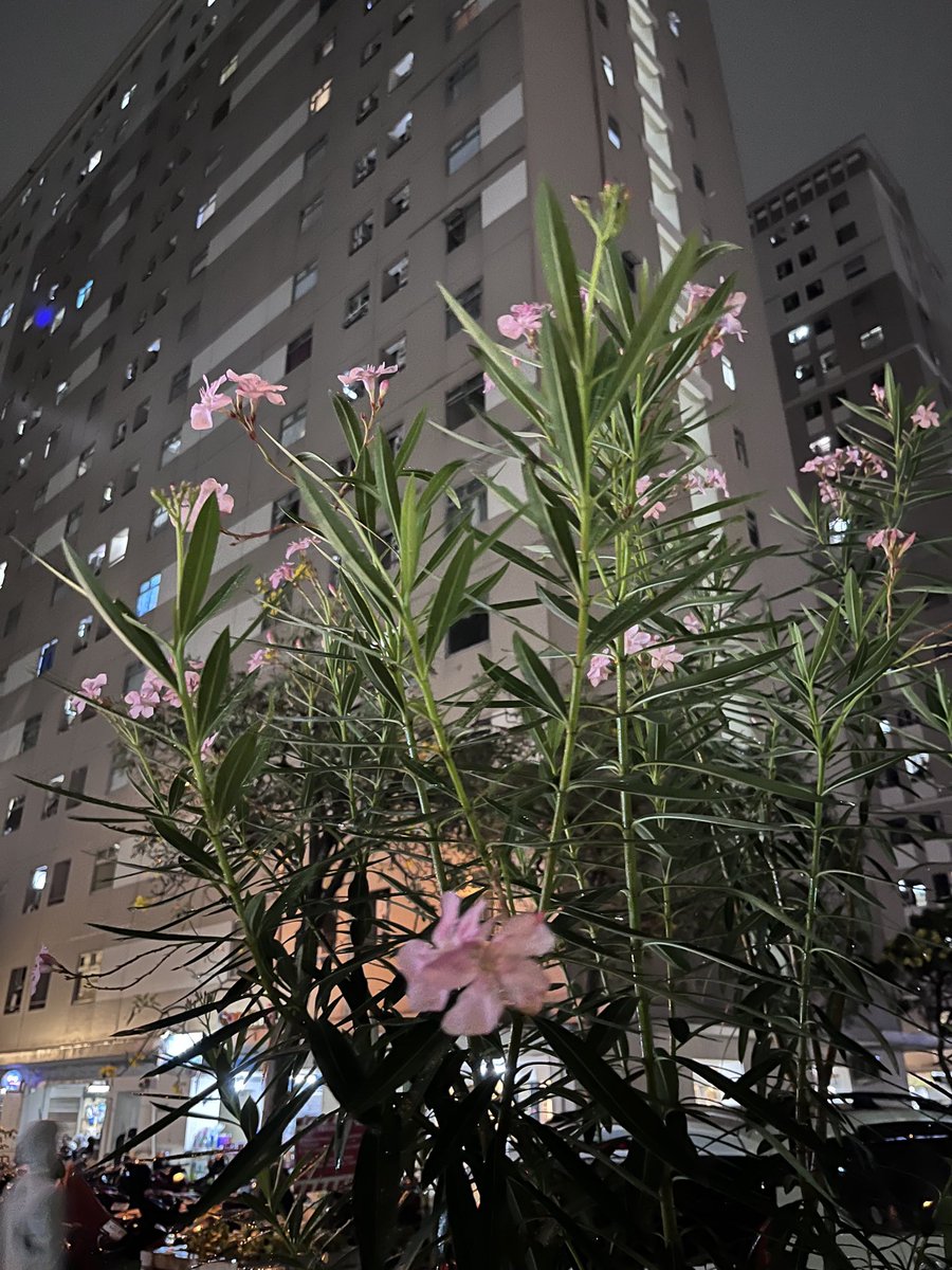 爱丽丝 tweet media