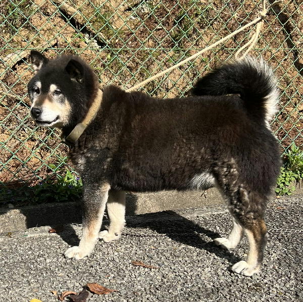 🆘緊急🆘#収容犬
🆘収容期限4/24(金)
4/17(金)千葉県いすみ市岬町岩熊
カーキ色首輪
鎖/チェーン付
黒茶白♂柴犬
📲夷隅保健所🙇🏻‍♂️
迷い犬/迷子犬/保護犬/イヌ/いぬ/黒柴/芝/一宮町/長生村/茂原市/長南町/大多喜町/睦沢町/長者町/太東/東浪見/たけゆらの里おおたき/かさや食堂/道の駅むつざわつどいの郷