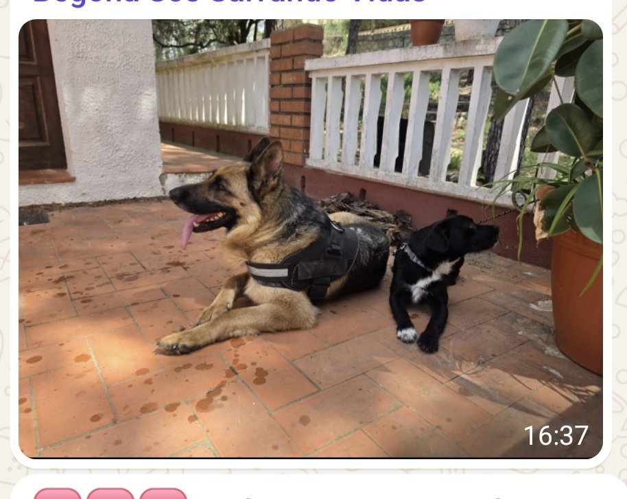 VidasSos's tweet image. ✅ ACTUALIZACIÓN: HAN APARECIDO #ALMA Y #JUNIOR🥳🥳
📢📢 BUSCAMOS URGENTE #ACOGIDA Temporal . No pueden volver donde estaban.
¿Alguien se ofrece??