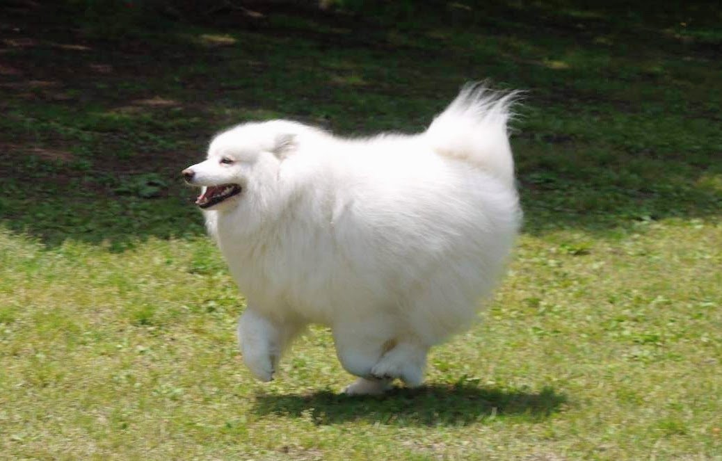 サモエド心和✿14歳✿ tweet media