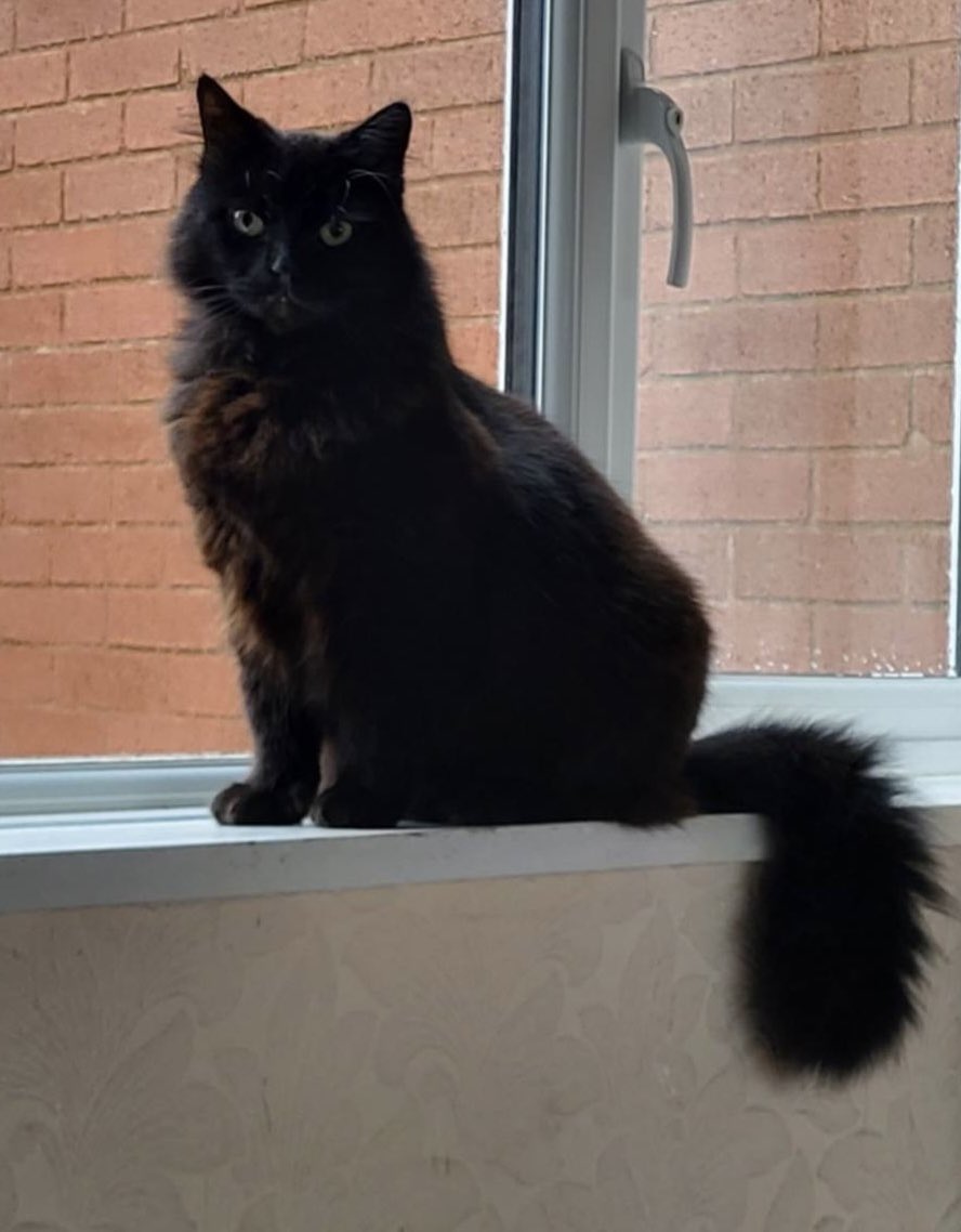 SolihullUpdates's tweet image. #MISSING: Have you seen Sooty?

5-year-old neutered male black #cat missing since Sunday (19 April) from #TanhouseFarmRoad in #Elmdon #B92 Microchipped. No collar. If there are ANY sightings of him, let #SU know. Please REPOST this appeal so as many people see it as possible.