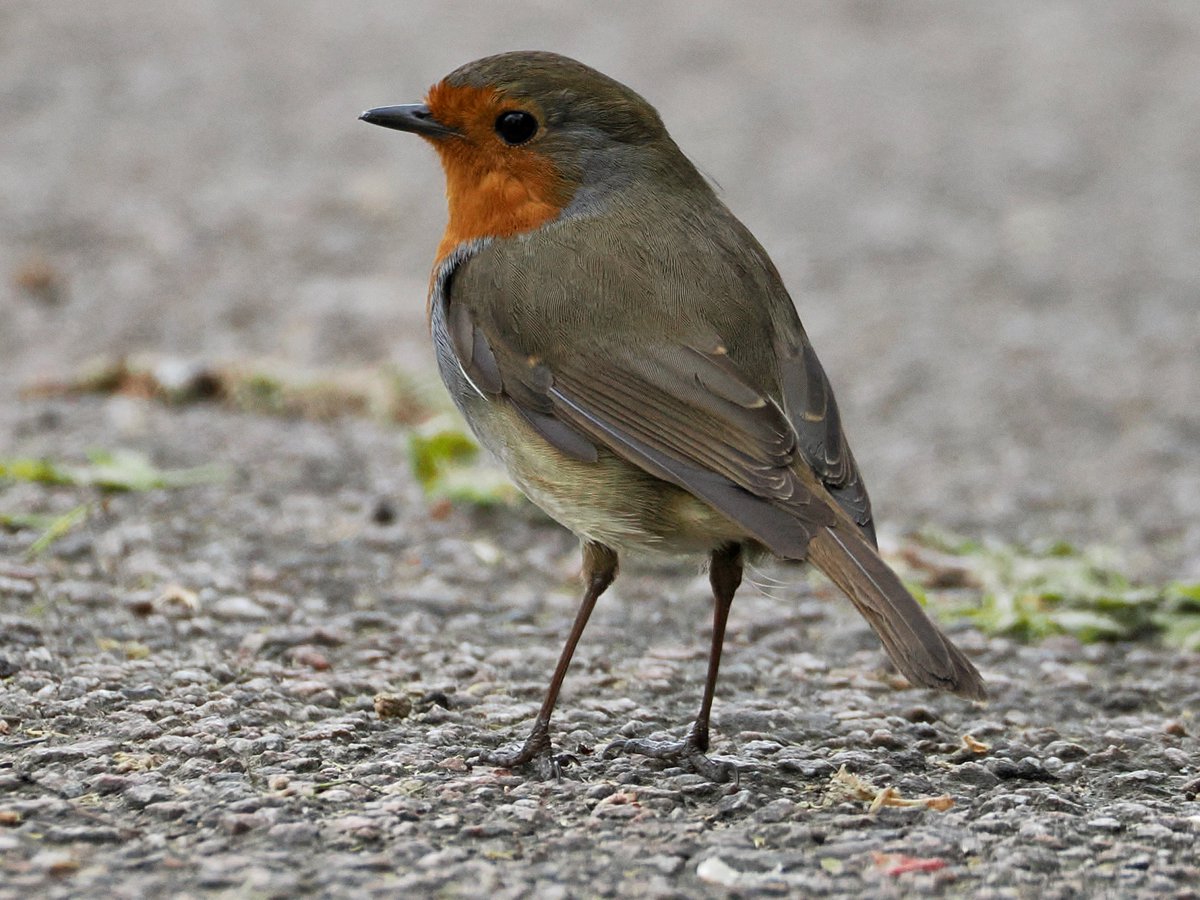 mawgdn's tweet image. A photo with a story! As I was trying to capture this little #Robin, a passerby took a picture of me. And I wasn't even lying on the ground 😂 He offered to delete it, but I found no reason 😀 #birdwatching creates nice human encounters. Clapham Common, London 04/10/26