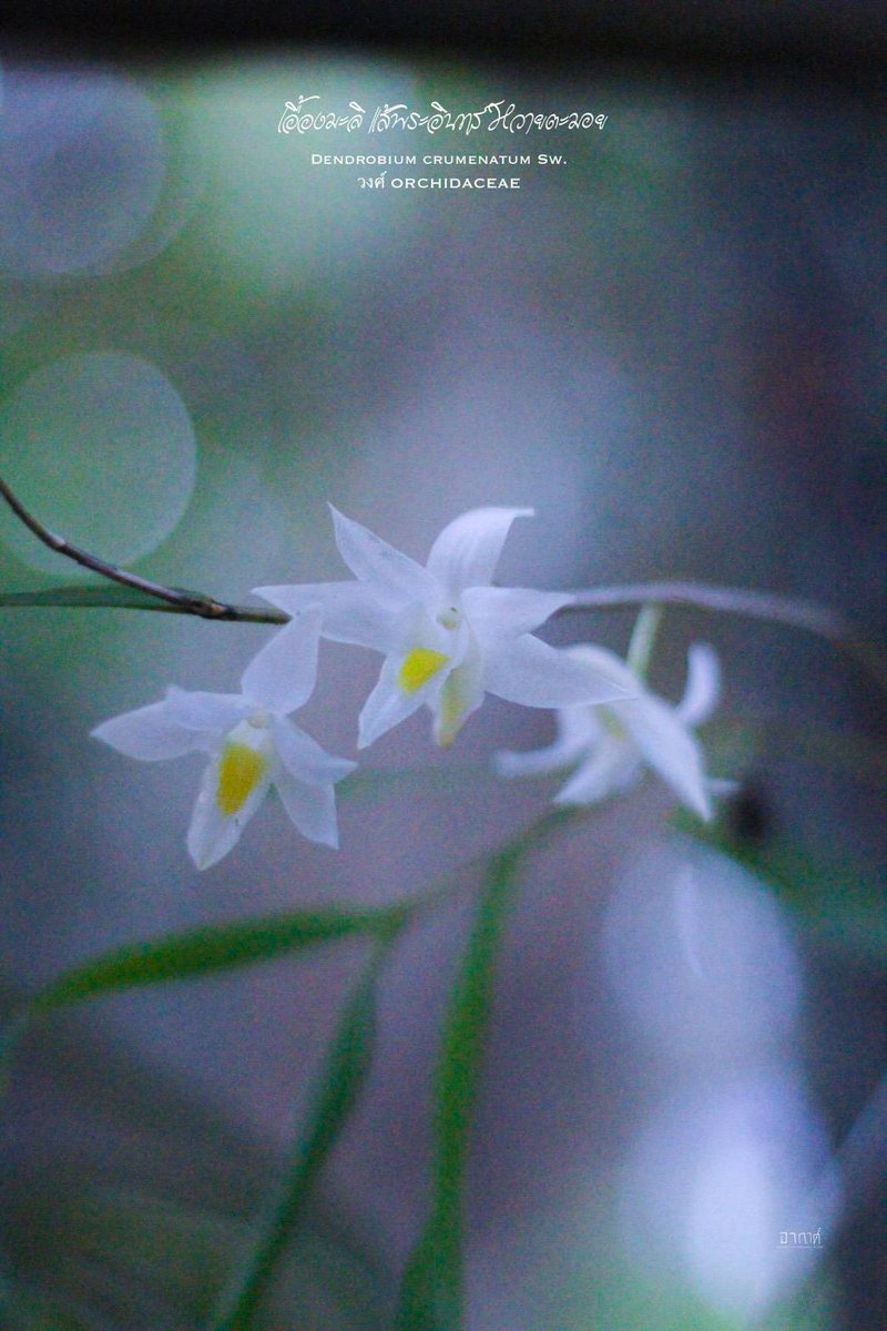 🌸 ยลโฉม "หวายตะมอย" หรือ "เอื้องมะลิ" กล้วยไม้ที่รอคอยสายฝน! 🌧️
กลิ่นหอมฉุนอันเป็นเอกลักษณ์ กับดอกสีขาวบริสุทธิ์ที่บานสะพรั่งหลังอากาศร้อนจัด เปรียบเสมือนการเริงระบำต้อนรับฝน แม้จะบานเพียงวันเดียวแต่ก็สวยสะกดตา 🌳🍃
​📸 Photo Cr. : อากาศ
#หวายตะมอย #กล้วยไม้ #กรมอุทยานแห่งชาติ