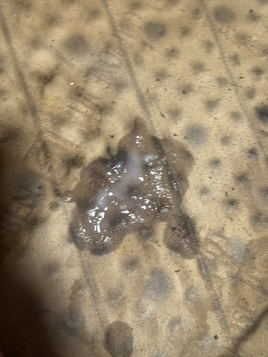 NSFW 🔞葉加瀬 美来🏳️‍⚧️ふさもふシリーズ tweet media