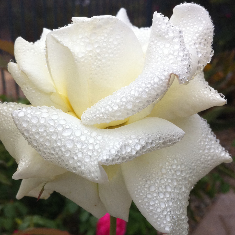 PearlsandProse_'s tweet image. #raindrops and #roses A beautiful white rose with droplets