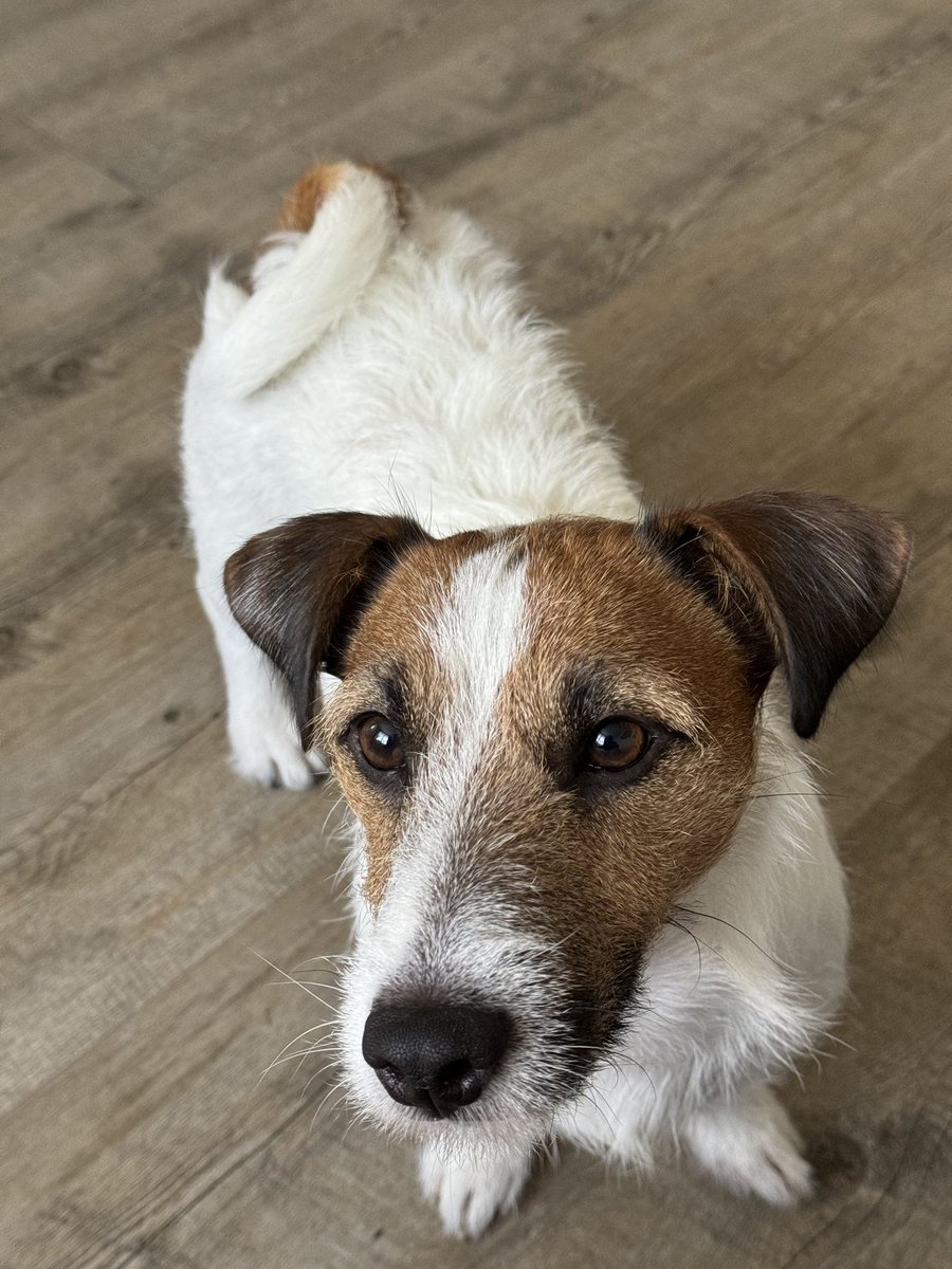 Trinity🇩🇪🇺🇦🇺🇿🇰🇿 tweet media