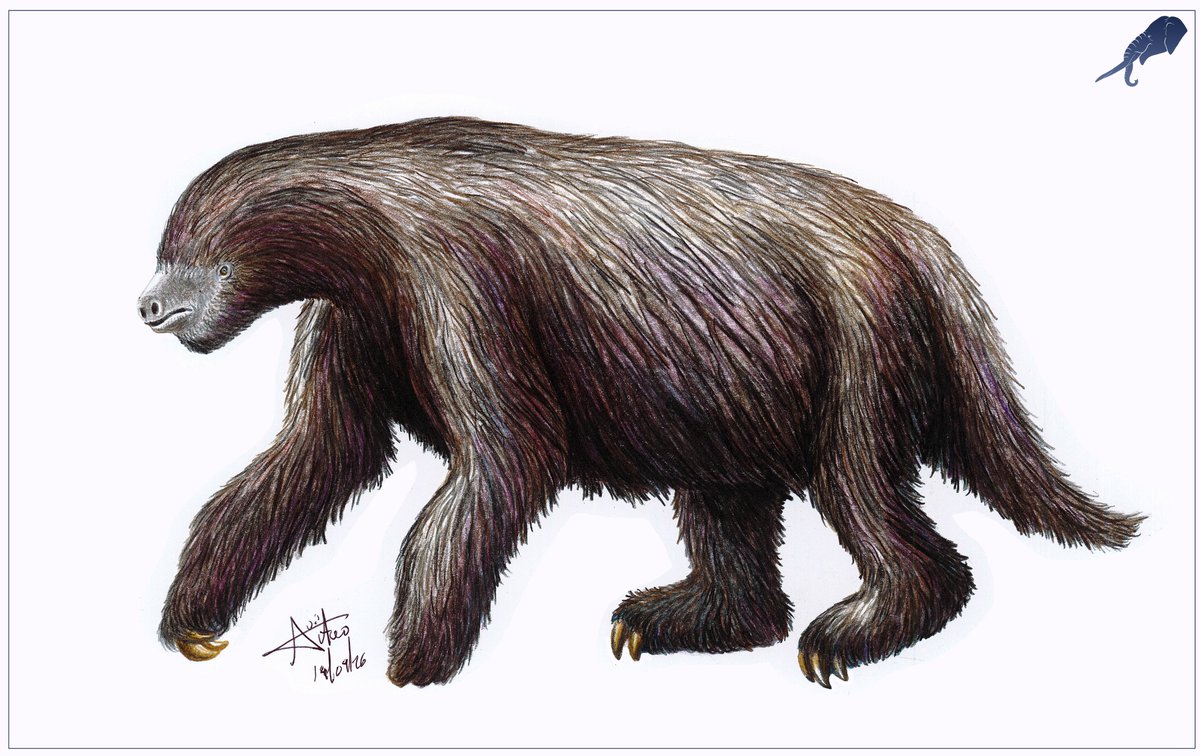 LADAlbarran2001's tweet photo. Nohochichak xibalbahkah, an giant ground sloth from late Pleistocene found in the Hoyo Negro cenote in Quintana Roo // Technique: colored pencils (2026). https://t.co/cj2PFMYdxd