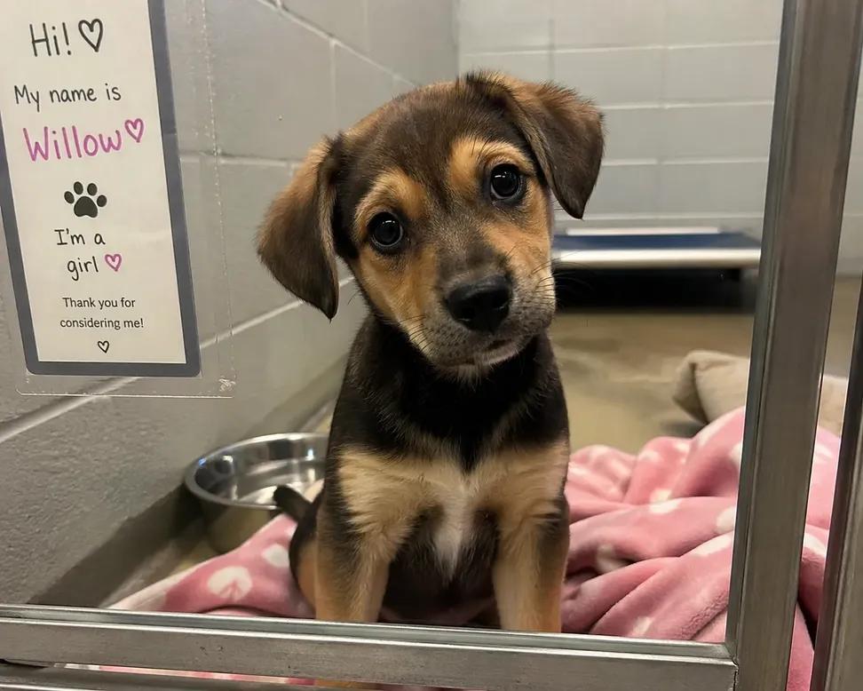 Sara Mary ⭐❤️ tweet media