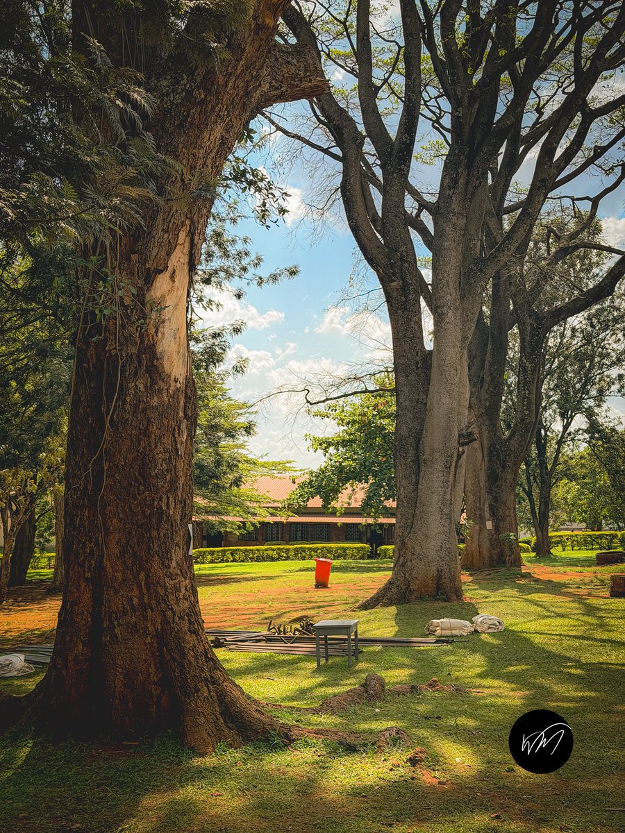 WATSEMBAMIRIAM's tweet photo. Something about the big old trees in Uganda’s traditional schools.
They have my whole heart & storage space!
📍: Tororo Girls School, Uganda.
#documentaryphotography
#everydayuganda
#everydayafrica https://t.co/EXTTU1EjjJ