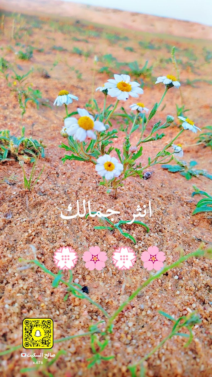 صالح السكيت حساب بديل لـ (s_s0002@) tweet media