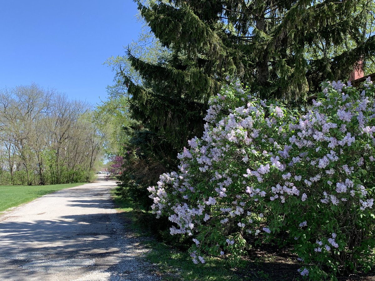 NosferatuVK's tweet image. Did 5 miles on the yester. Colour poppage is up, down, all around.
#RandomThoughts #Exercise 👇🤓

The end of April is a week away.
#ClimateChangeIsReal #Gomslly