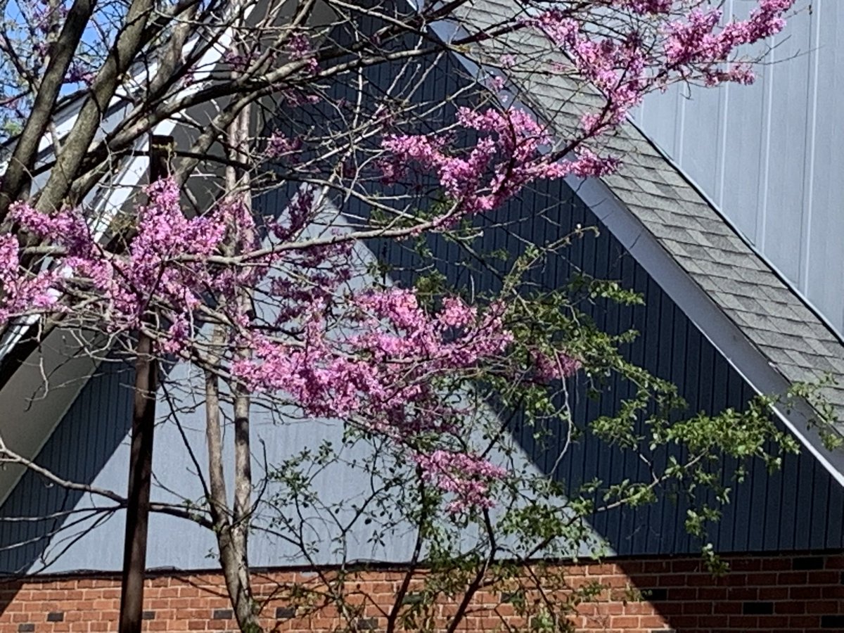 NosferatuVK's tweet image. Did 5 miles on the yester. Colour poppage is up, down, all around.
#RandomThoughts #Exercise 👇🤓

The end of April is a week away.
#ClimateChangeIsReal #Gomslly
