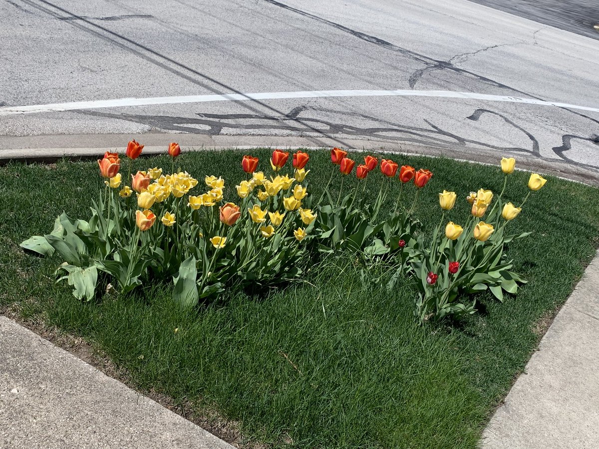 NosferatuVK's tweet image. Did 5 miles on the yester. Colour poppage is up, down, all around.
#RandomThoughts #Exercise 👇🤓

The end of April is a week away.
#ClimateChangeIsReal #Gomslly