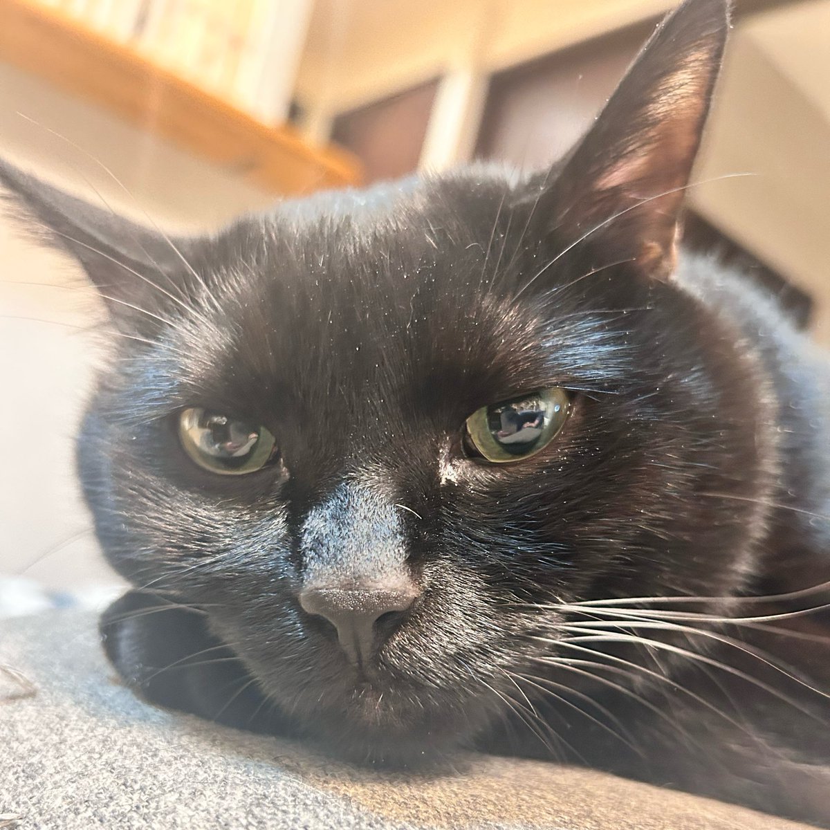 roy20210212's tweet image. ロイくん可愛い顔してるー🐾✨
と思って写真撮るんだけど、見返すとイケメンなんだよなぁ🐈‍⬛
飼い主の目には可愛くうつってるのに不思議🤔

#猫 #cat #猫のいる暮らし #にゃんこ #ねこ #猫好き #ネコ #保護猫 #キジトラ #猫がいる生活 #猫好きさんと繋がりたい #猫がいる幸せ #ネコ #猫写真