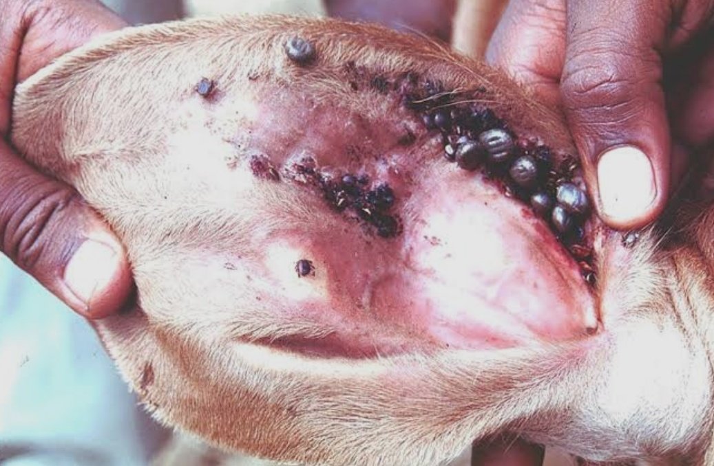 Kasasira Micheal tweet media