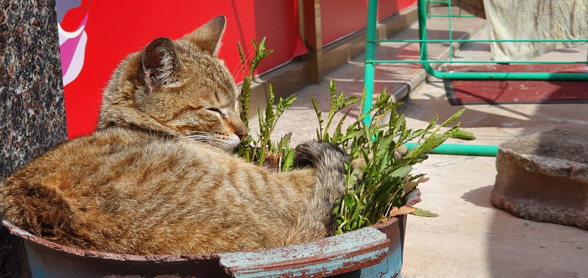 🎪🐙고동🐙 tweet media