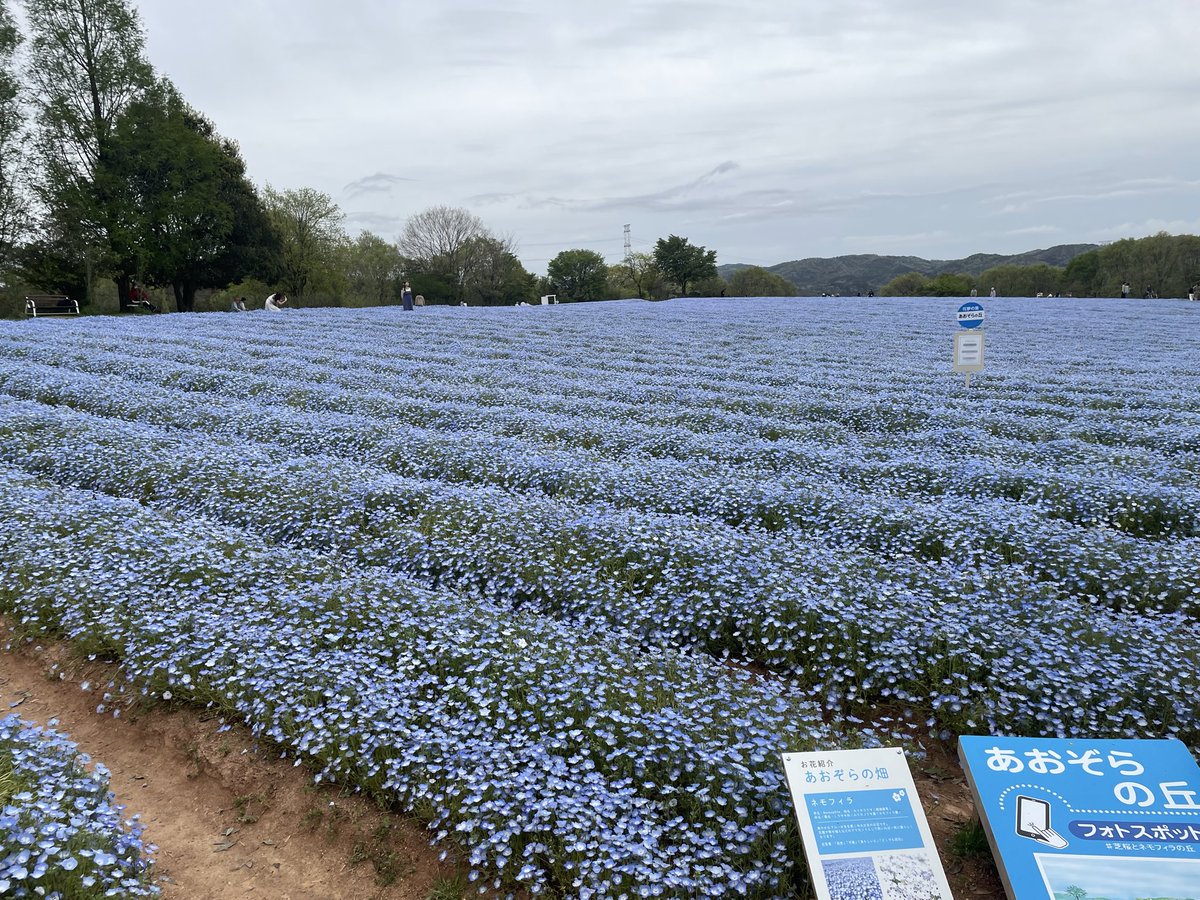 2026/04/22

奥さんと義両親との親孝行旅行

世良高原農場（チューリップ祭）〜Flower village花夢の里（ネモフィラと芝桜）

中国自動車道に車もトラックもほぼいなくてビビる

開花状況はどちらも満開でした🌸天気が曇りだったのは残念（無加工です）。あと、皆さん写真上手過ぎ