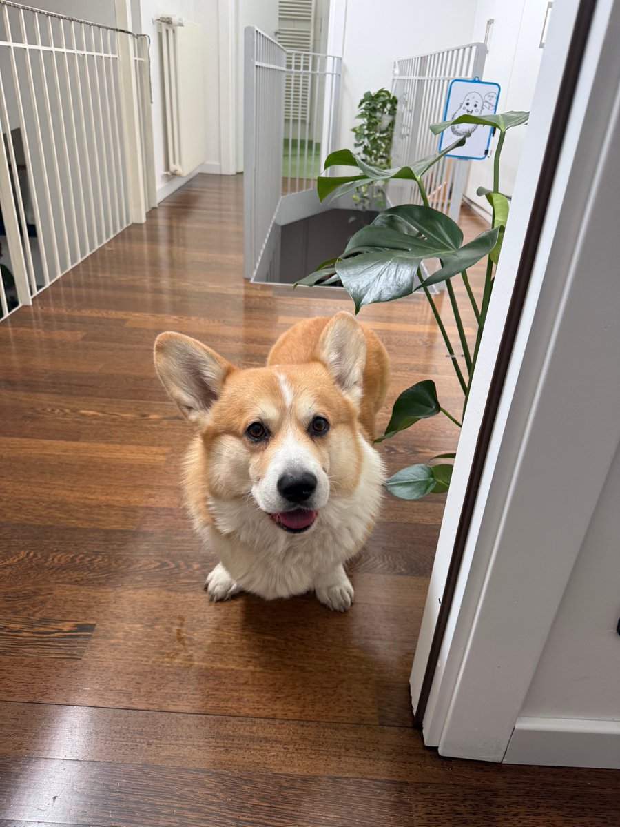 hoos_yerdaddy's tweet image. Time for food 🍗🤩
.
.
.
#corgilife #dogsofinstagram #instadog #corgigram #doglife