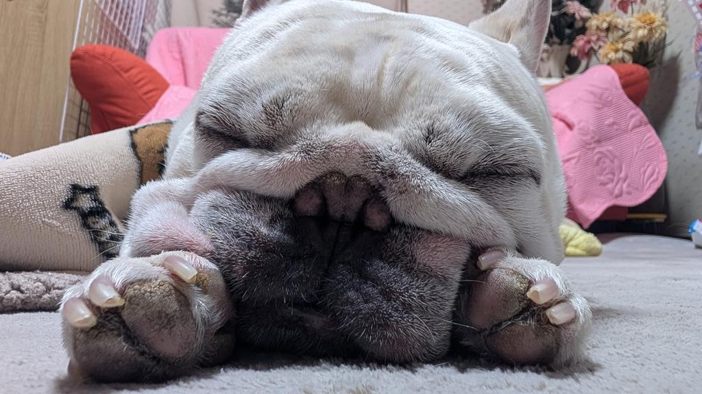 てる🐽 tweet media