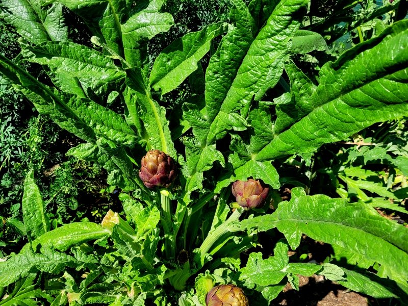 i9663vi's tweet image. Upgrade, Piante e Fiori. 

Power By I9663VI, Galaxy S20 2026-04-22 

Visit--&amp;gt;&amp;gt; stepart.it/index.php/ffff… 

#Stepart #nature #fotography #naturemagic #fotographies #naturelove