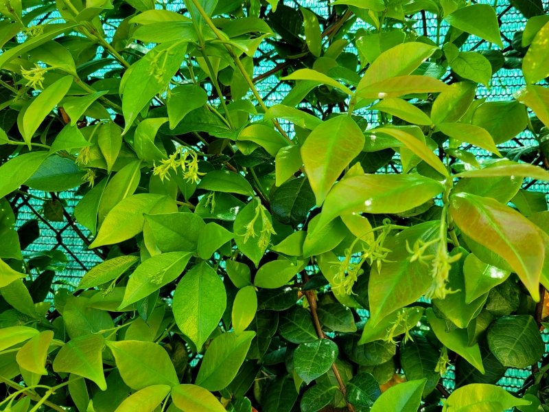 i9663vi's tweet image. Upgrade, Piante e Fiori. 

Power By I9663VI, Galaxy S20 2026-04-22 

Visit--&amp;gt;&amp;gt; stepart.it/index.php/ffff… 

#Stepart #nature #fotography #naturemagic #fotographies #naturelove