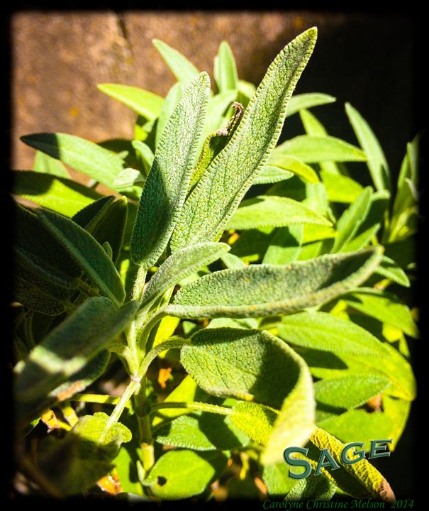 CCMagia's tweet photo. Art of the Day! "Sage!". Buy at: https://t.co/BudOrU62sP https://t.co/JFM1KlNFfJ