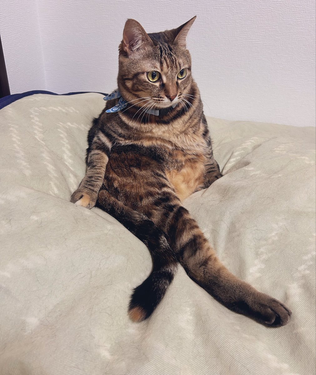 mii20220415's tweet image. 一瞬人魚(猫魚？)に見えた🐈🐾 🐾

#猫 #cat #猫のいる暮らし #にゃんこ #ねこ #猫好き #ネコ #保護猫 #キジトラ #猫がいる生活 #猫好きさんと繋がりたい #猫がいる幸せ #ネコ #猫写真