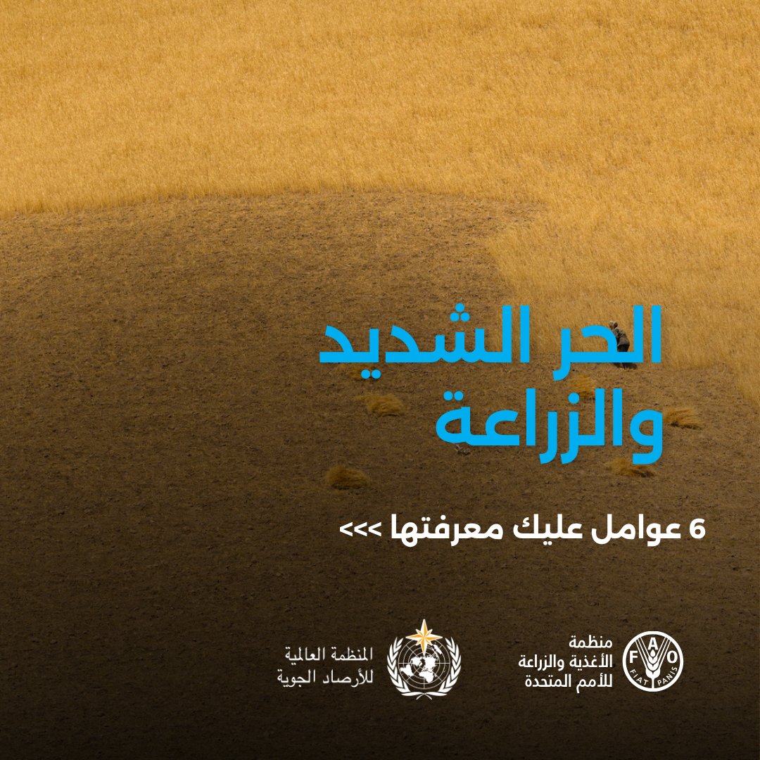 الفاو بالعربي tweet media