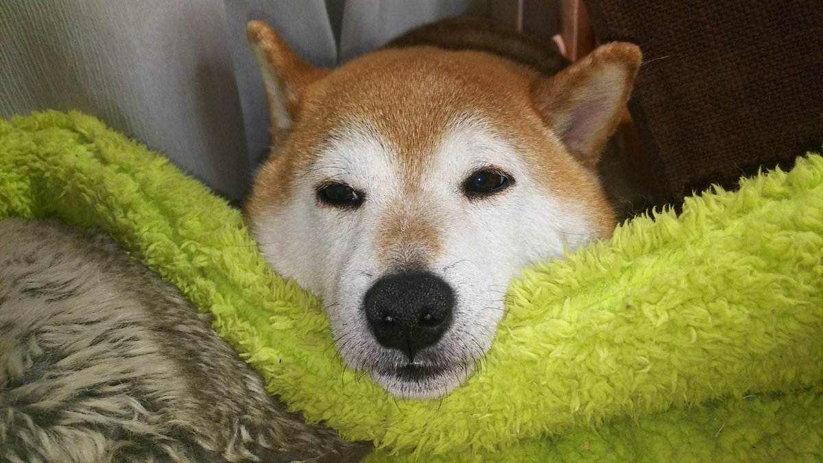 リラックスローズ tweet media
