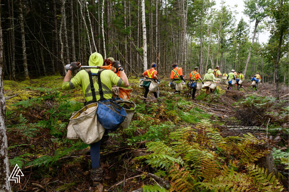 Forests Canada tweet media