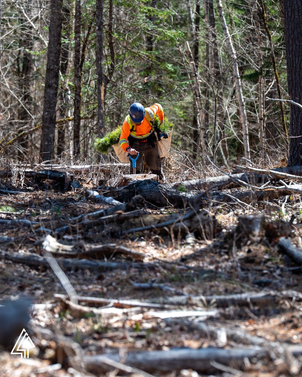 Forests Canada tweet media